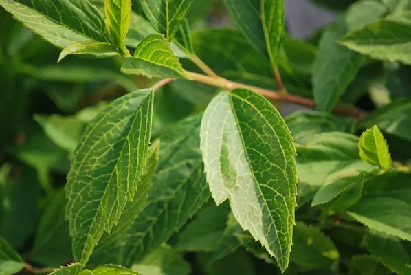 Vivero de plantas - imagen de marcador de posición